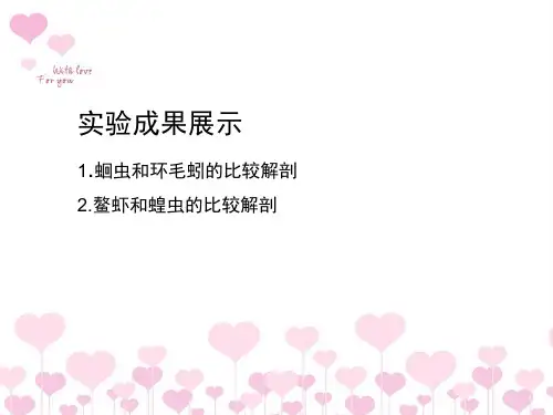 无脊椎动物排泄系统的演化