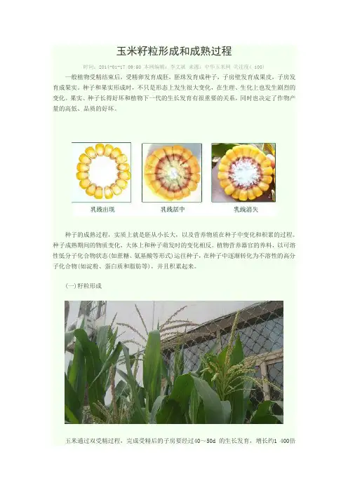 玉米籽粒形成和成熟过程