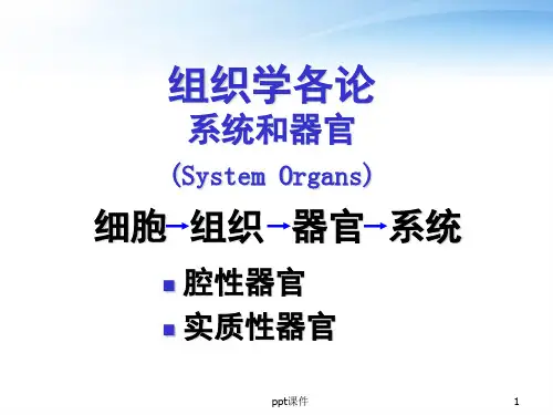 《组织胚胎学》系统和器官  ppt课件