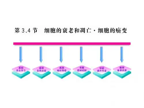 6.3&4 细胞的衰老和凋亡 细胞的癌变(新人教版必修1)