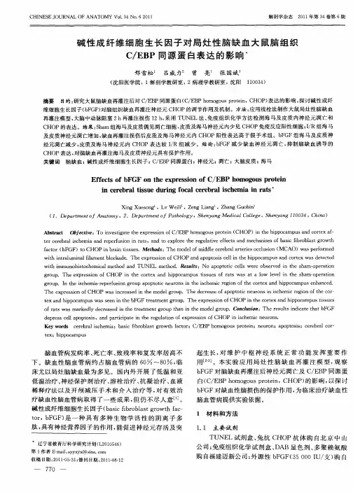 碱性成纤维细胞生长因子对局灶性脑缺血大鼠脑组织C／EBP同源蛋白表达的影响