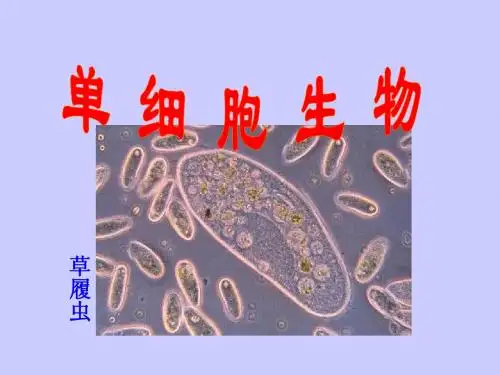 七年级生物单细胞生物课件 新课标 人教版