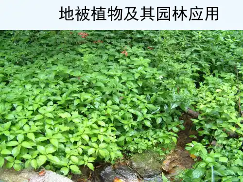 园林地被植物应用