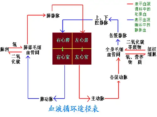 精品血液循环途径表