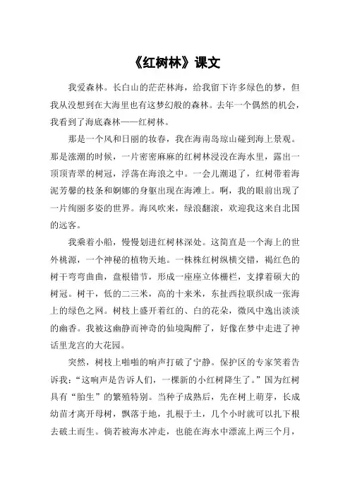 《红树林》课文