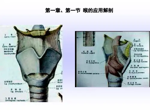 喉的解剖