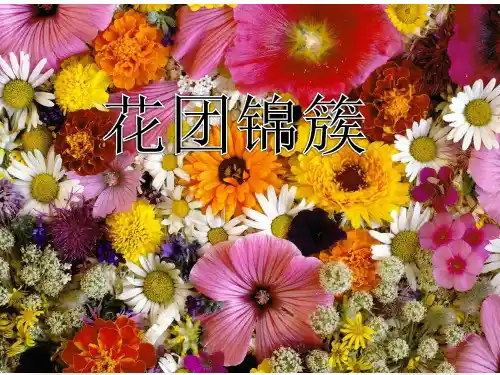 四年级下册美术第六课花团锦簇湘美