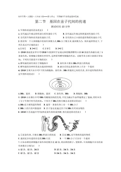 06-初中生物人教版八年级下册第七单元第二章第二节基因在亲子代间的传递