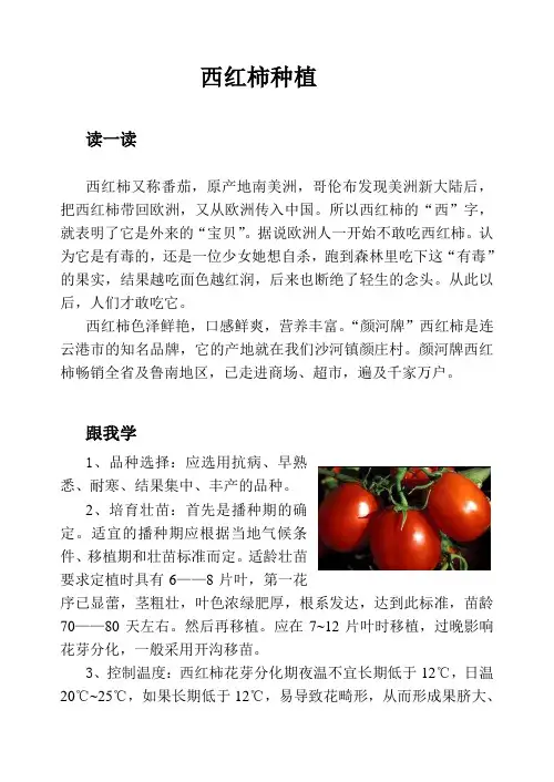西红柿种植