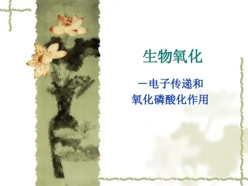 6生物氧化