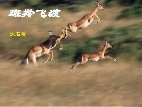 新人教版语文七年级下册《斑羚飞渡》教学课件