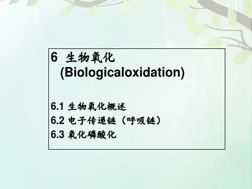 基础生物化学-生物氧化  ppt课件