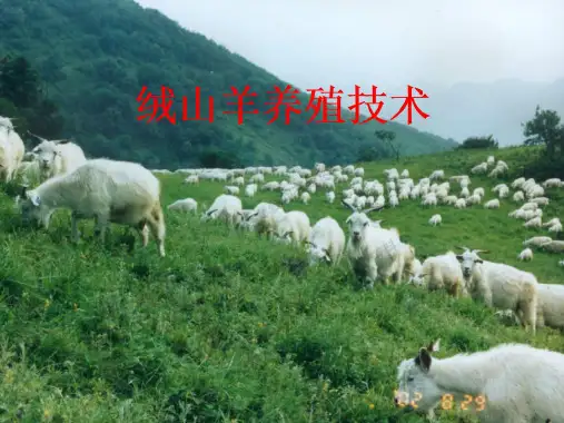 绒山羊养殖技术