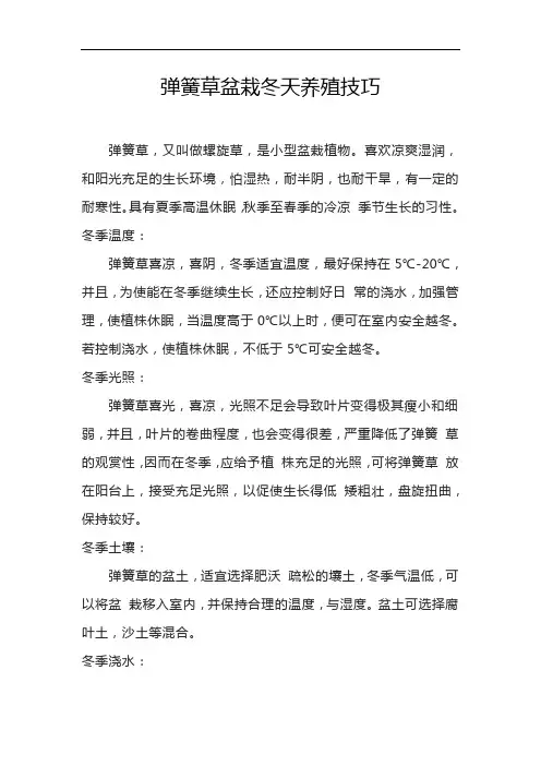 弹簧草盆栽冬天养殖技巧