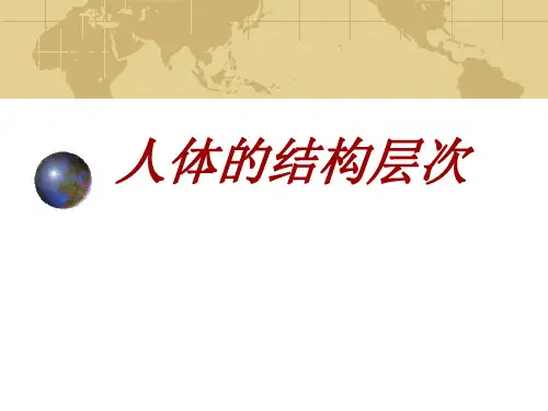 人体的结构层次