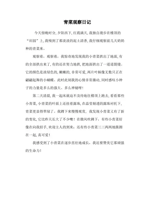 青菜观察日记