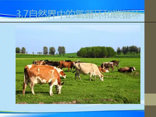 《自然界中的氧循环和碳循环》PPT【推荐下载课件】