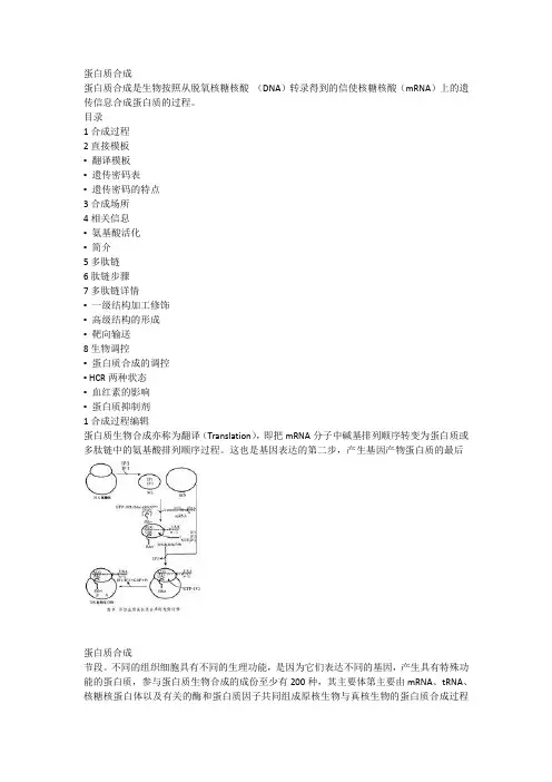 蛋白质合成