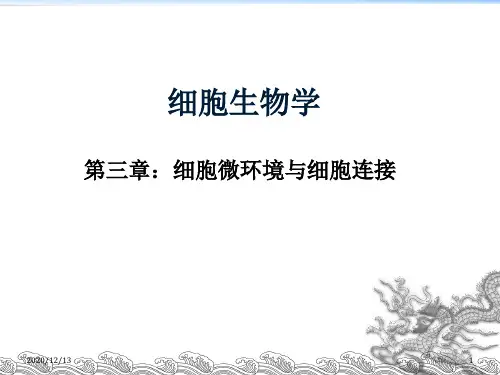 医学细胞生物学-细胞连接