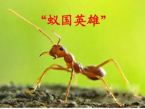 生命的壮歌之蚁国英雄