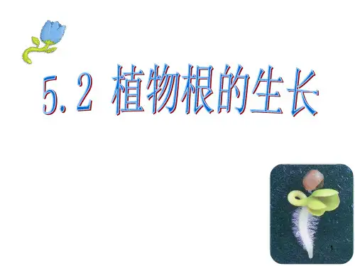 植物根的生长ppt课件