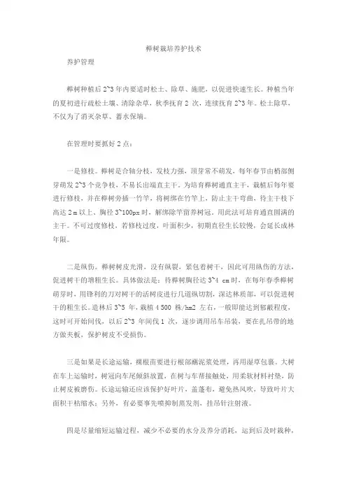 榉树栽培养护技术