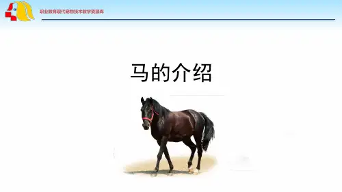 马的介绍.