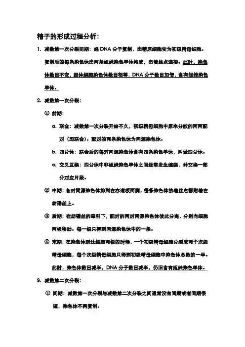 减数分裂--精子的形成过程