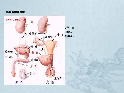尿路结石病人治疗与护理