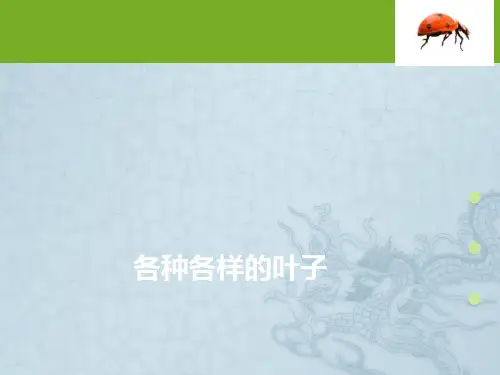 各种各样的叶子