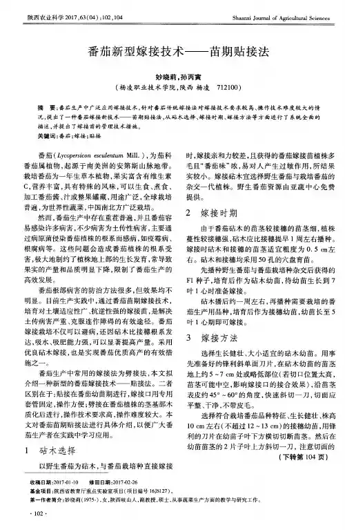 番茄新型嫁接技术——苗期贴接法