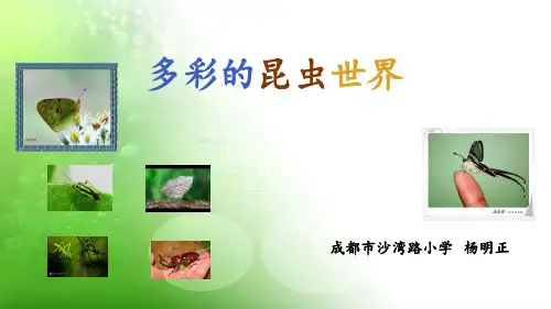多彩的昆虫世界PPT课件