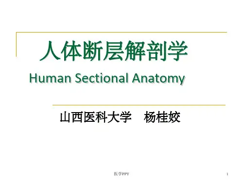 《人体断层解剖总论》PPT课件