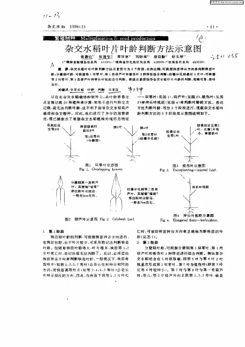 杂交水稻叶片叶龄判断方法示意图