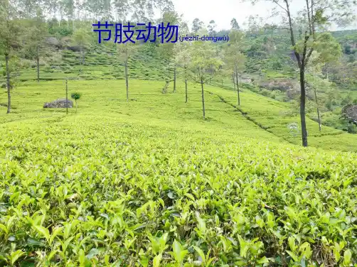 七年级生物上册1.4.5节肢动物初中七年级上册生物1