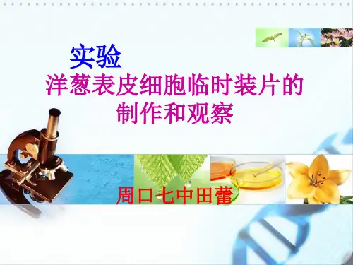 洋葱表皮细胞的制作和观察讲课稿