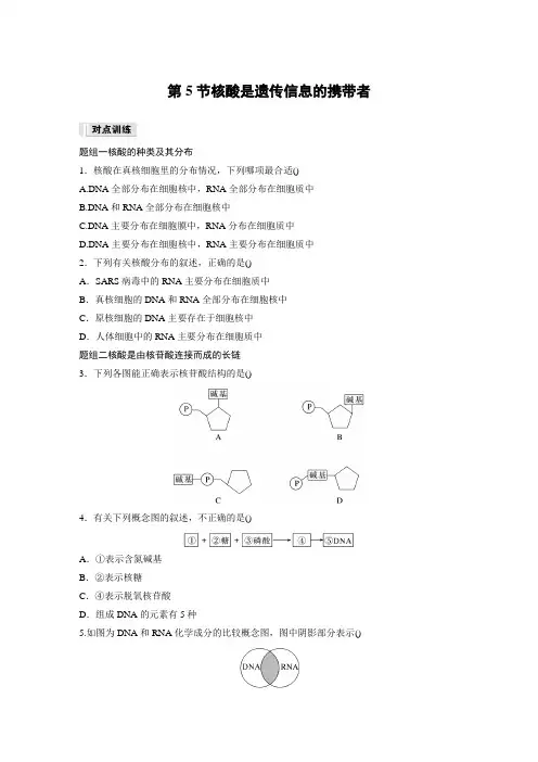高中生物新教材同步训练必修一第2章第5节核酸是遗传信息的携带者