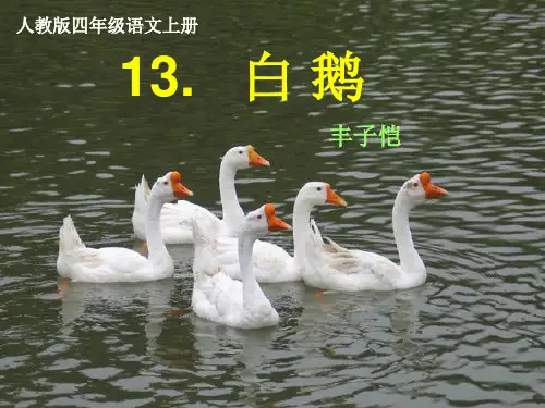 人教新课标语文四年级上册：4.13  白鹅  课件1(共20张PPT)