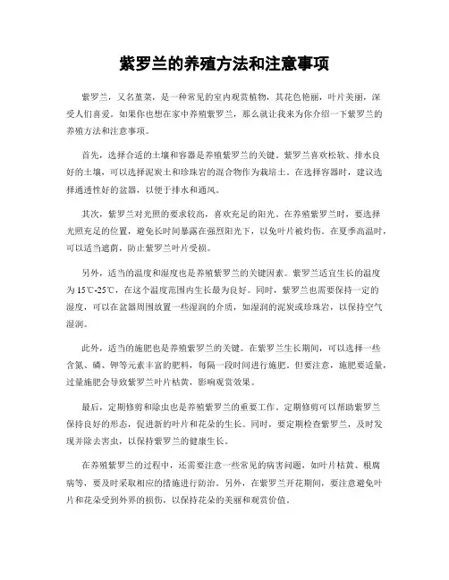 紫罗兰的养殖方法和注意事项