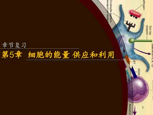 细胞的能量供应和利用PPT课件