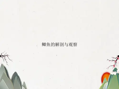 鲫鱼的解剖与观察