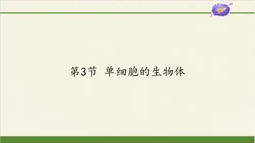 苏科版初中生物七年级下册课件-4.9.3 单细胞的生物体4