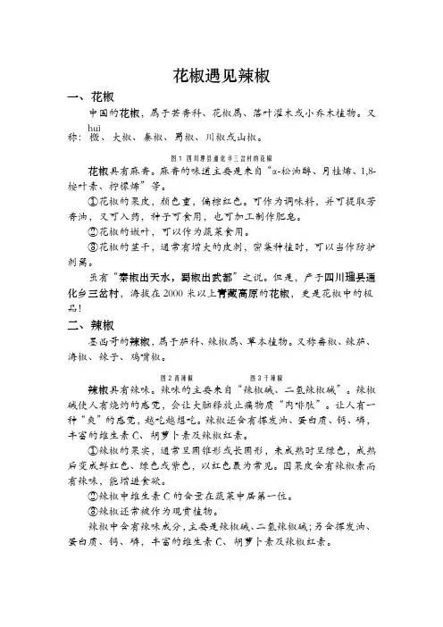 花椒遇见辣椒