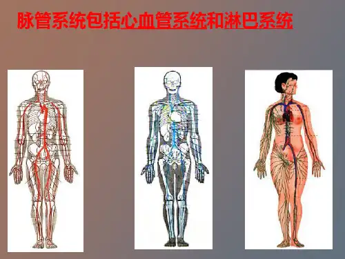【精品课件】脉管系统总论和心脏