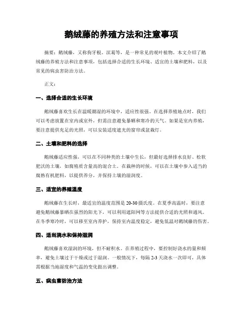 鹅绒藤的养殖方法和注意事项