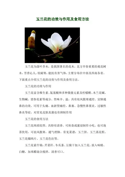 玉兰花的功效与作用及食用方法