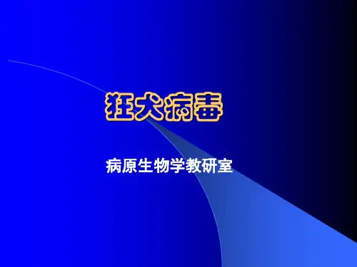 狂犬病毒