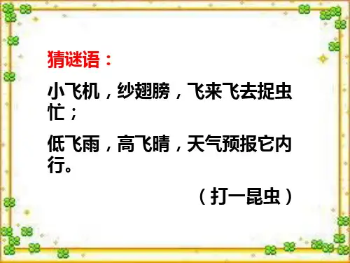 《放飞蜻蜓》PPT课件