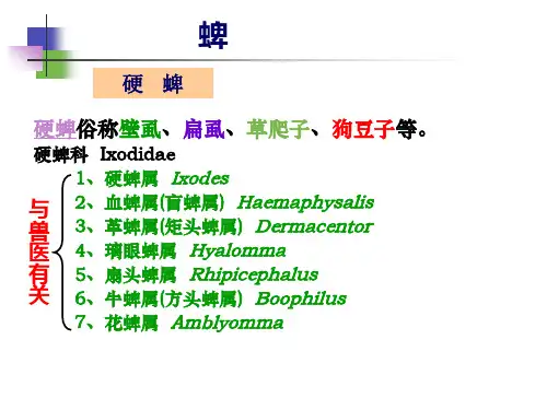 【宠物寄生虫PPT】  蜱