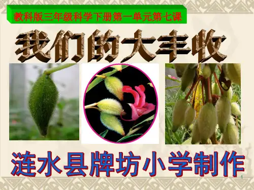 教科版三年级科学下册第一单元第七课我们的大丰收(含课堂作业)PPT课件